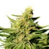 BCN Diesel CBD [Feminized] - 3 Seeds