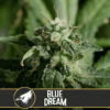 blue dream 1