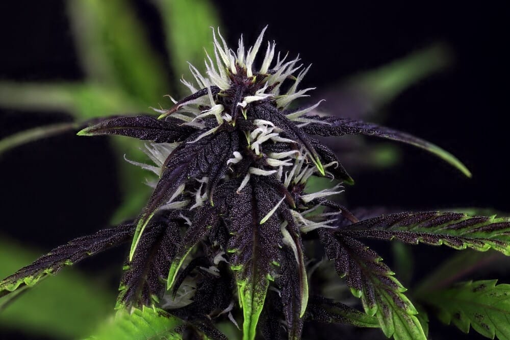 Pink Kush CBD 301 [Fem Autoflower] Biltong and Budz