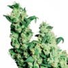 jack herer 1