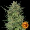 Barney's Farm - LSD [Feminized]