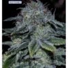 Mystic Cookie [Feminized] - 5 Seeds