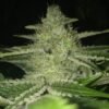 Strawnana WiFi [Regular] - 11 Seeds