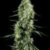 Green House Seed Co. - Super Silver Haze [Feminized]