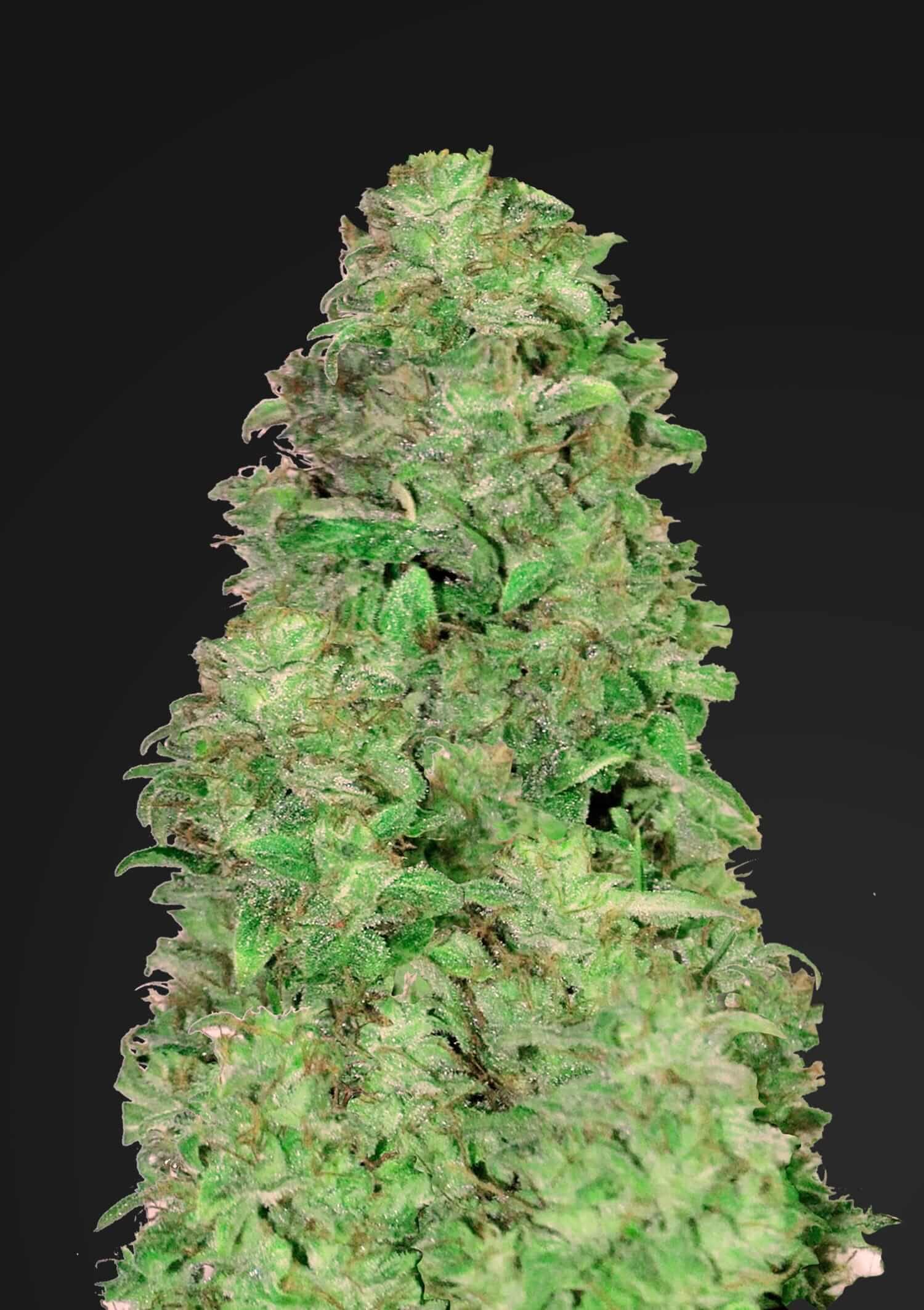 Fast Buds CBD 201 [Fem Autoflower] 3 Seeds Biltong & Budz