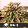 gelato