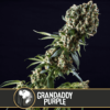 grandaddy purple