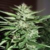 pineapple express g13 labs web