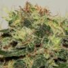 seedsman cbd critical mass 1