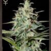 White Lemon [Feminized] - 3 Seeds