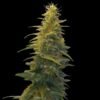 Blueberry Gum #2 [Feminized] - 5 Seeds