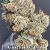 exotic genetix chocolatina 1 450x582