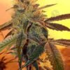 relentless genetics cape town kush 345c9c2d 55f8 4384 b63e d58e577a74df 450x582