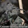 swamp boys cherry blossom kush 450x582
