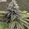 cannarado genetics uber e1575977430576