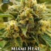 exotic genetix miami heat 1