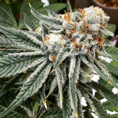 77188633 159378258717161 1610685424249450339 n