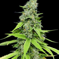 Bulk Seed Bank - Grande Crack [Fem Autoflower]