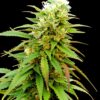 Bulk Seed Bank - Zkittly Zi Zi [Fem Autoflower]