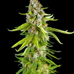 Bulk Seed Bank - Grande Crack [Feminized]