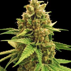 Bulk Seed Bank - Winning Cake [Feminized]