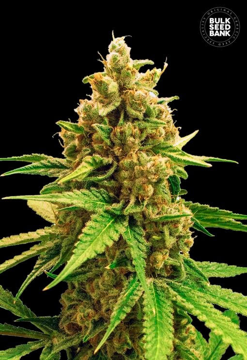 Bulk Seed Bank - Winning Cake [Feminized]