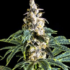 Bulk Seed Bank - Zkittly Zi Zi [Feminized]