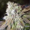 auto sour goo poison 750x750