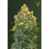 Victory Seeds - Chronic Monster XXL [Fem Autoflower]