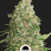 CriticalChurchill Feminized1