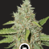 IronLady Autoflower