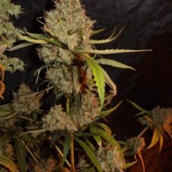 KCS Strawberry 1 scaled