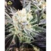Swamp Donkey Seeds Blood Diamond