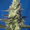 Sweet Seeds - Green Poison XL [Fem Autoflower]