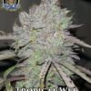 Tropical Wiz [Fem Autoflower] - 3 Seeds