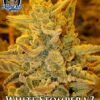 night owl seeds white stomper v3 e1580738338707