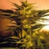Skunk + (Power Skunk) [Feminized] - 3 Seeds