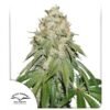 Dutch Passion - Banana Blaze [Feminized]