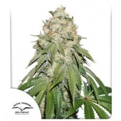 Dutch Passion - Banana Blaze [Feminized]