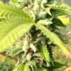 BananaCrack1 HolySmokeSeeds