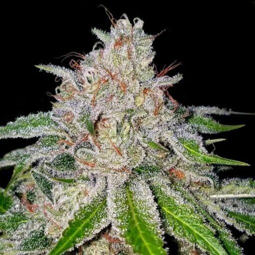 DNA Genetics - Cherry 18 [Feminized] (Crockett Family Farms)
