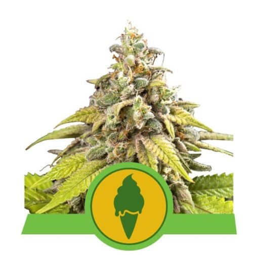 RQS - Green Gelato  [Fem Autoflower]