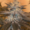 White Grapefruit Cookies [Regular] - 15 Seeds
