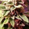 Holy Smoke Seeds - Strawberry Dawgpound [Feminized]