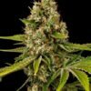 GDP Genetics - Black Cherry OG [Feminized] - 5 Seeds