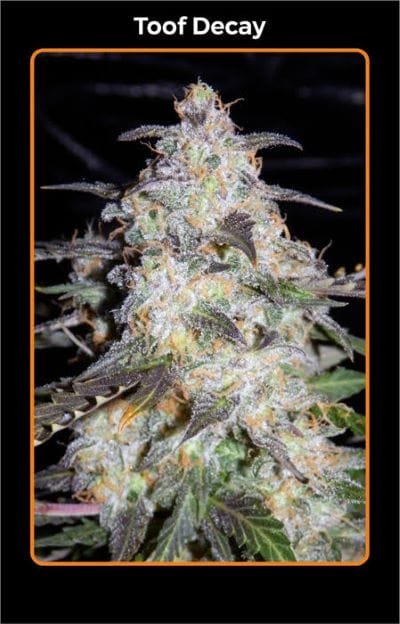 mephisto toof decay 1