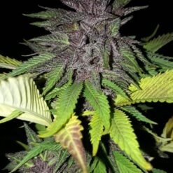 20200520 180127 scaled