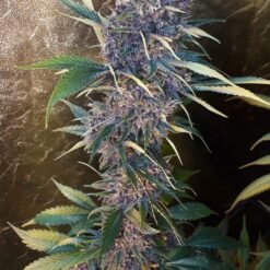 20200602 113007 scaled