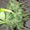 Bodhi Seeds - Mountain Temple [Regular] - 11 Seeds