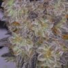 Cherry Punch [Regular] - 10 Seeds